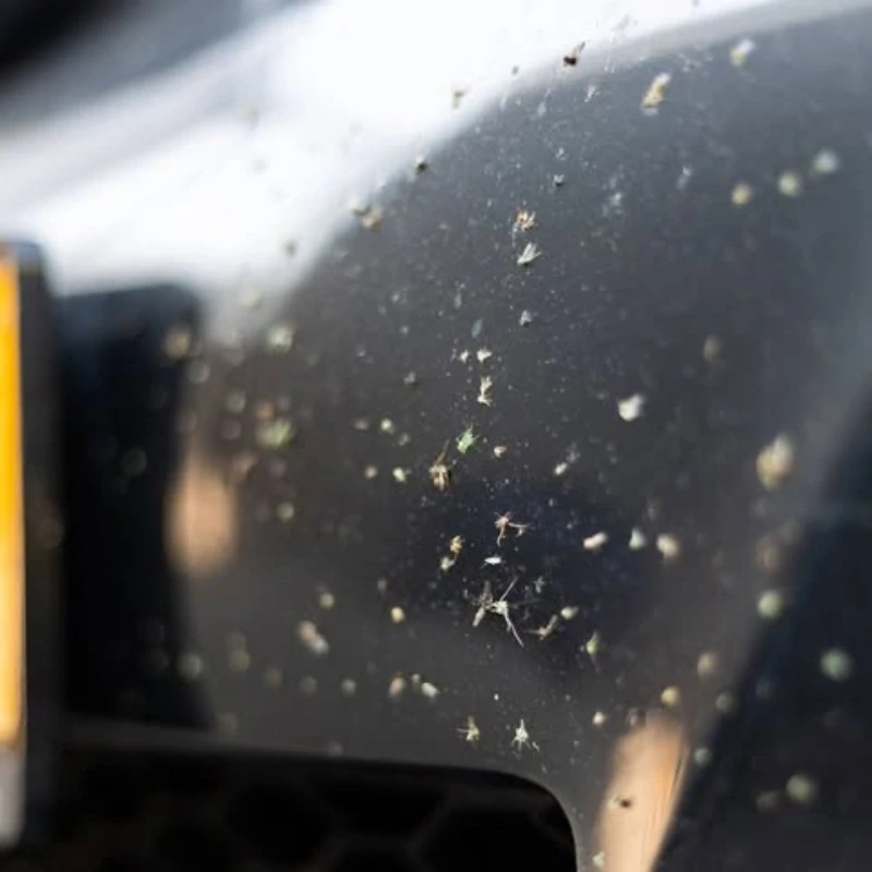 CARTEC Royal Insect 10l